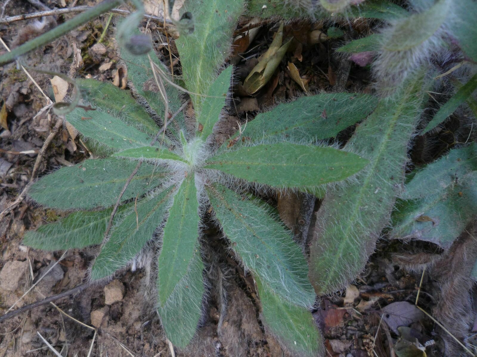 High Resolution Hieracium argutum Leaf